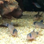 繁殖に挑戦 コリドラスの産卵準備から稚魚の飼育方法を解説