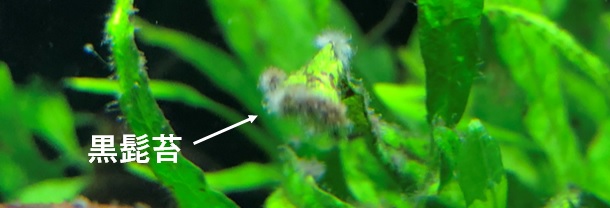 水槽内の茶苔 黒髭苔 糸状藻の原因と対策