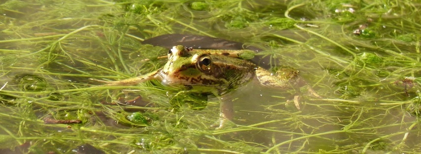 藻が繁殖した池の写真
