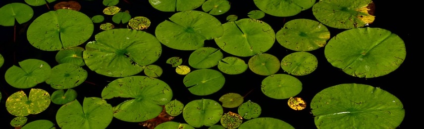 水面に浮かぶ睡蓮の葉