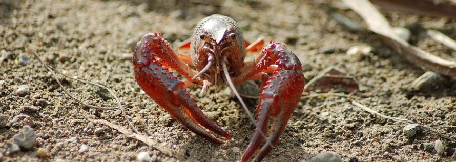 神戸で楽しむザリガニ釣り 芦屋市総合運動公園と平磯公園のビオトープ