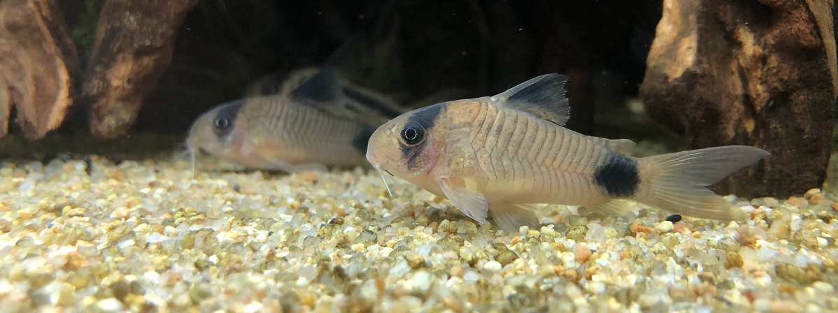 繁殖に挑戦 コリドラスの産卵準備から稚魚の飼育方法を解説