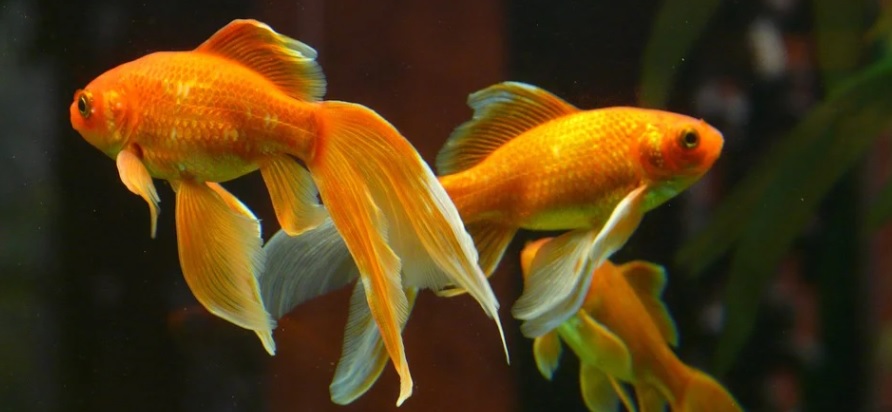 金魚のヒレが傷付く原因とは 飼育環境で改善可能