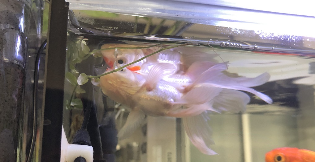 金魚がひっくり返る 転覆状態 を防ぐ 餌やりの改善の実例