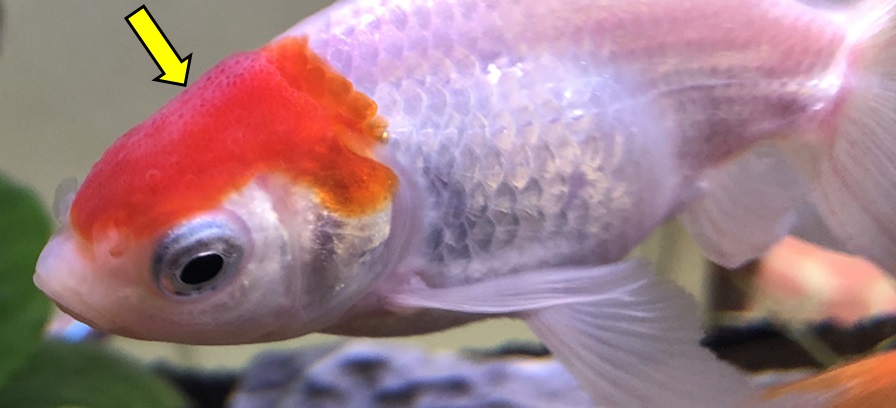 金魚の頭部が白く変色する原因とは
