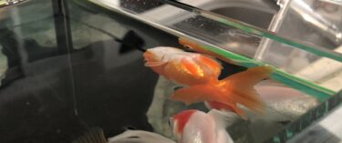 金魚がひっくり返る「転覆状態」を防ぐ -餌やりの改善の実例-