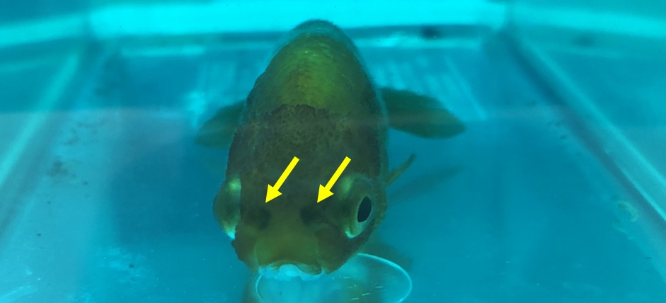 金魚の鼻が黒く変色し呼吸困難な状態に エラ病治療の実例