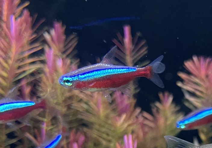 ストレスで魚の体色が変わる 熱帯魚の実例を紹介