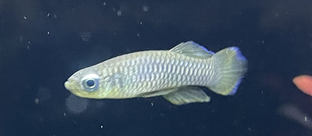 熱帯魚 ランプアイの目を綺麗に光らせる飼育方法
