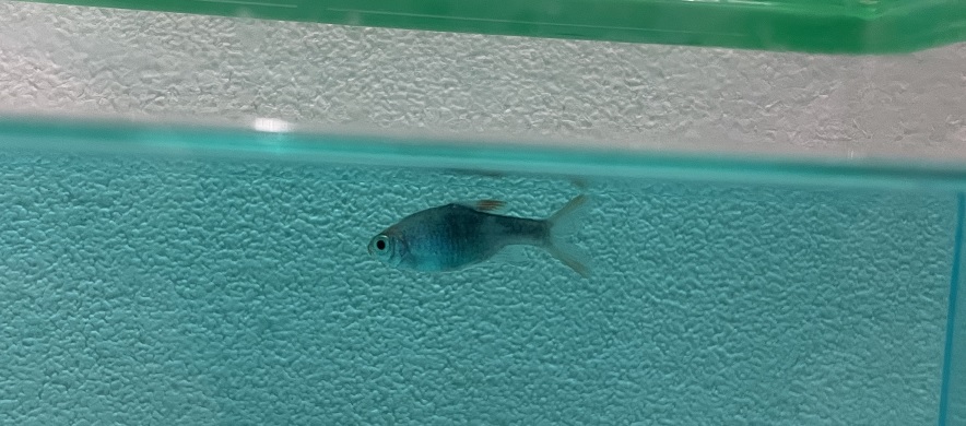 魚の鱗が剥がれる 穴あき病 を塩水浴で治療 ラスボラの治療実例