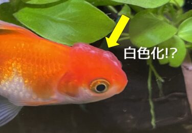 金魚の頭部が白く変色する原因とは