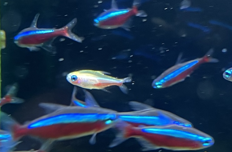 熱帯魚 小型カラシン科のネオン病 実際の症状と行動の変化