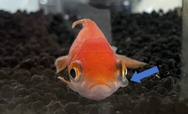 【白濁眼】魚の目の周囲が膨らむ病気 -金魚の実例と治療法-